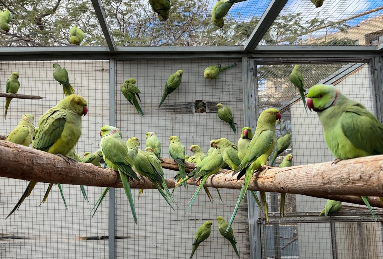 Cotorras de Kramer. Foto: L. Artiles | Revista 360