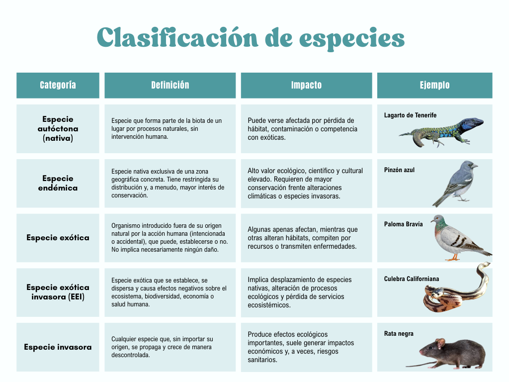 Infografía sobre las distintas clasificaciones de especies. Elaboración: A. Vella | Revista 360