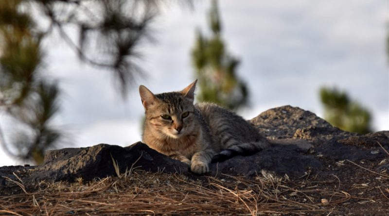Gato en el Parque Nacional del Teide. Foto: A. Vella | Revista 30